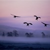 Greylag Goose Anser anser adult flock silhouetted in flight at dawn. Scotland. March